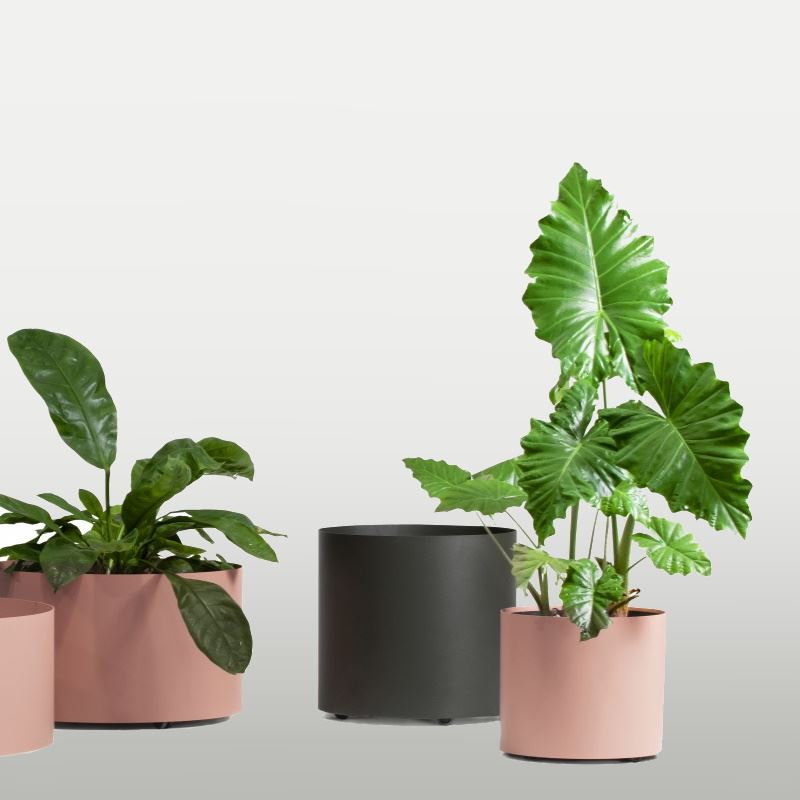 Eden plant container on wheels &#216;50, white